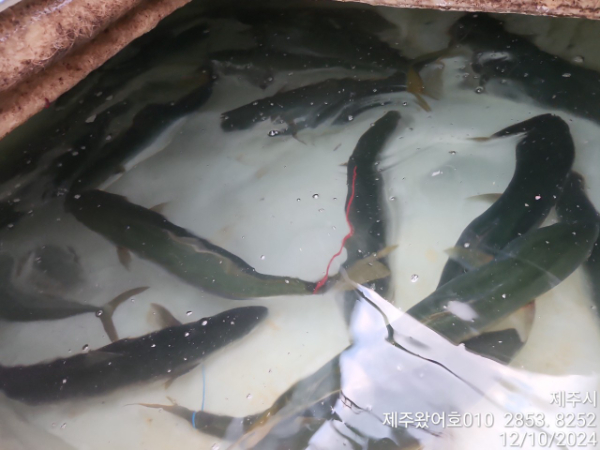 제주왔어호_사진_20241210_3.jpg
