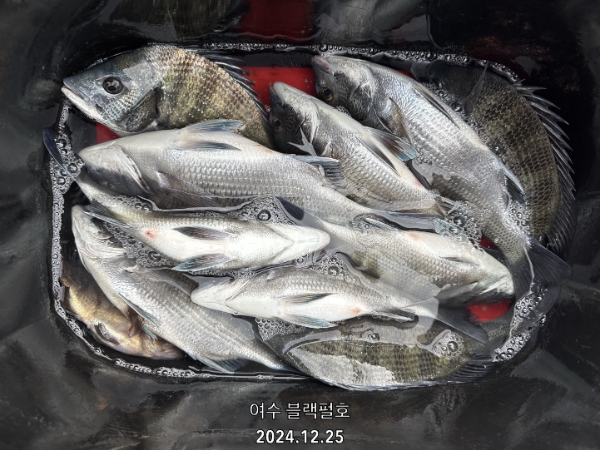 1735118112032-9.jpg