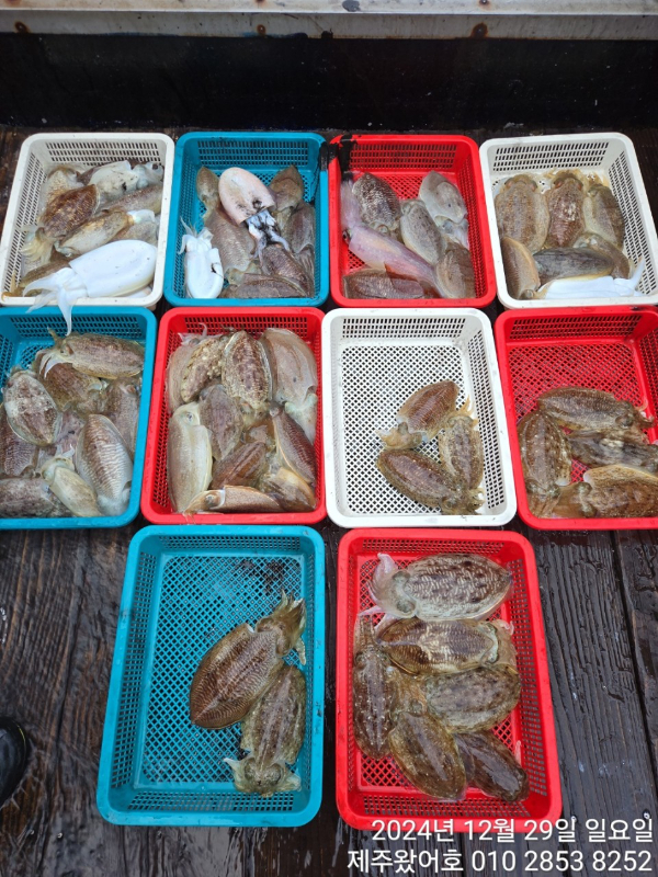 제주왔어호_사진_20241230_1.jpg