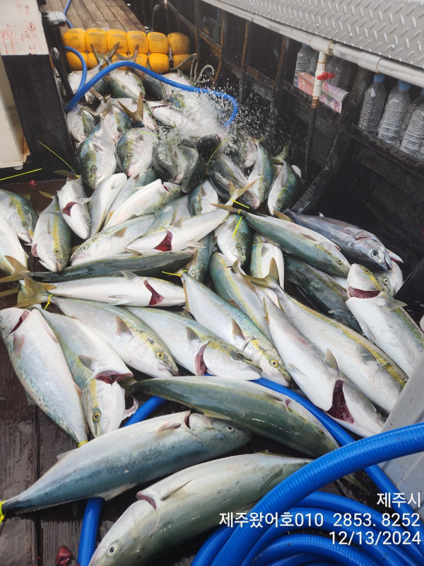 제주왔어호_사진_20241214_4.jpg