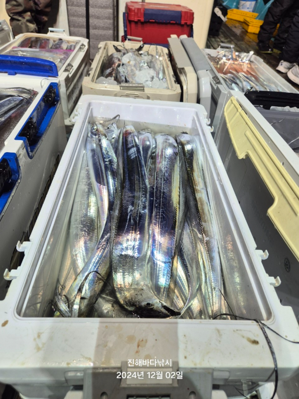진해바다낚시(신아라호)_사진_20241202_6.jpg