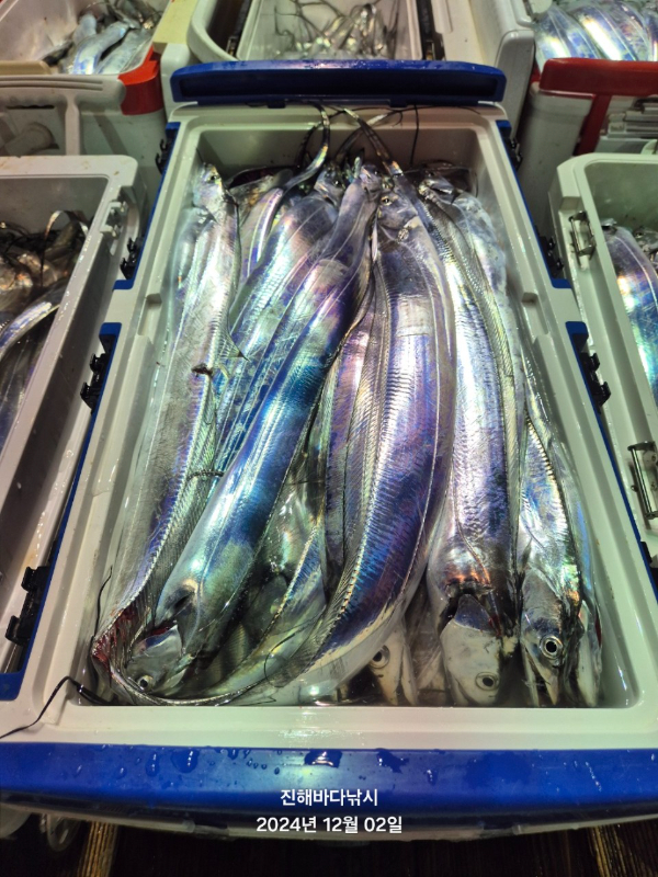 진해바다낚시(신아라호)_사진_20241202_11.jpg