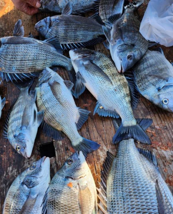 스크린샷 2024-12-24 114101.png