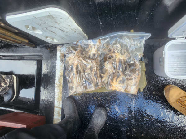 ■서산마린케이호☆광어 우럭 주꾸미 갑오징어 백조기 문어 감성돔 선상낚시_사진_20241207_11.jpg