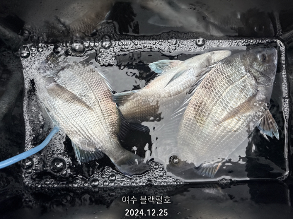 1735118112032-5.jpg