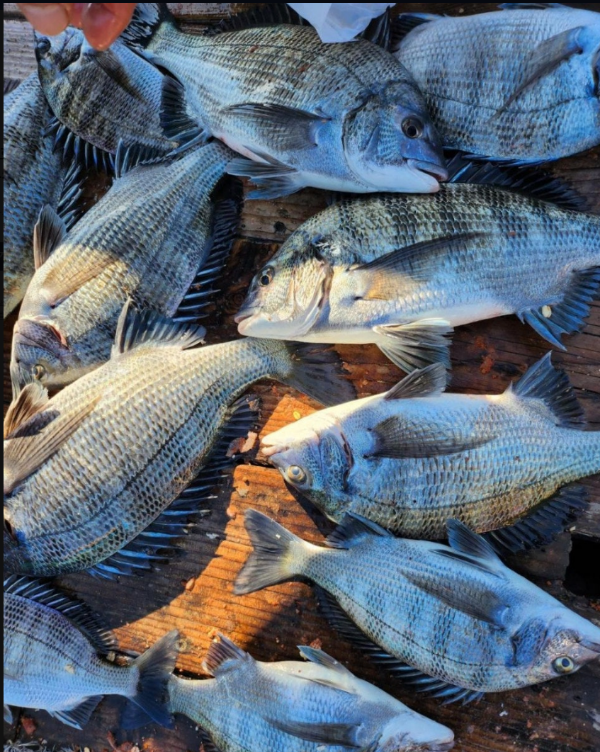 스크린샷 2024-12-24 111448.png