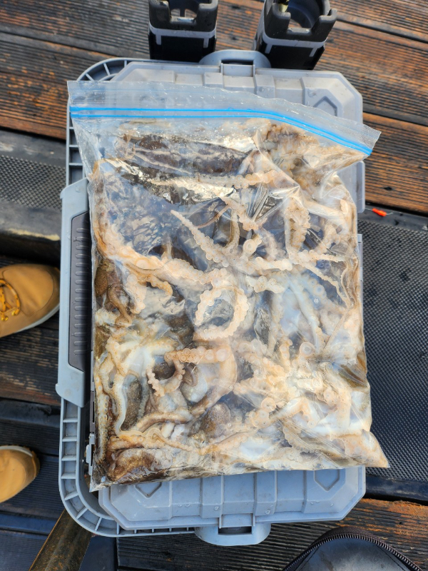 ■서산마린케이호☆광어 우럭 주꾸미 갑오징어 백조기 문어 감성돔 선상낚시_사진_20241207_22.jpg