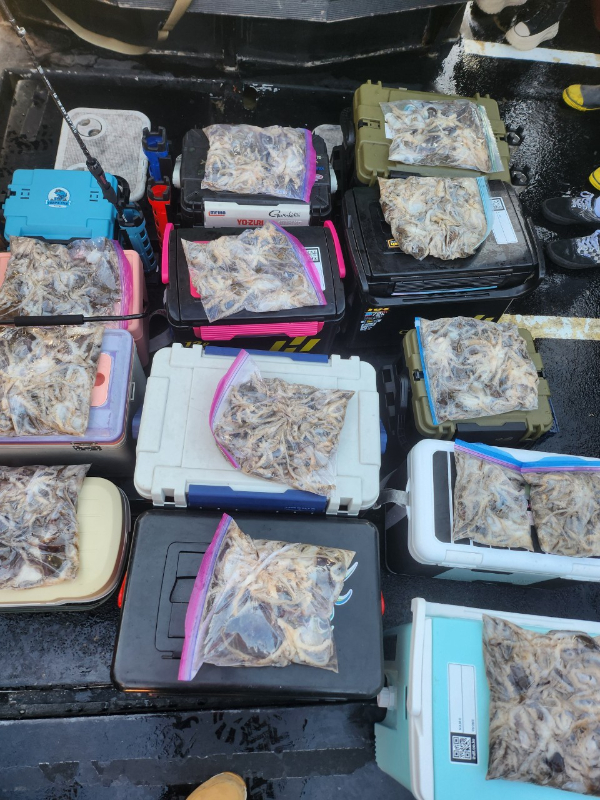 ■서산마린케이호☆광어 우럭 주꾸미 갑오징어 백조기 문어 감성돔 선상낚시_사진_20241208_1.jpg