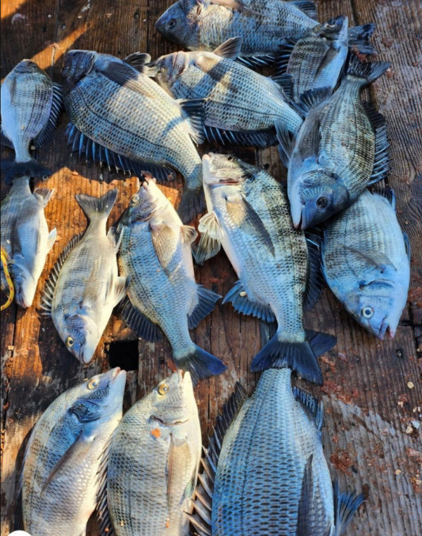 스크린샷 2024-12-24 114053.png