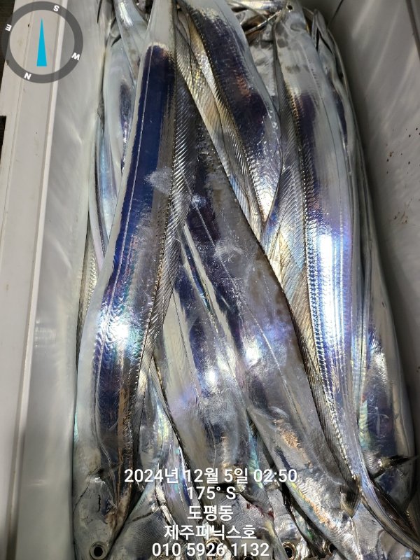 제주선상낚시피닉스호_사진_20241205_5.jpg