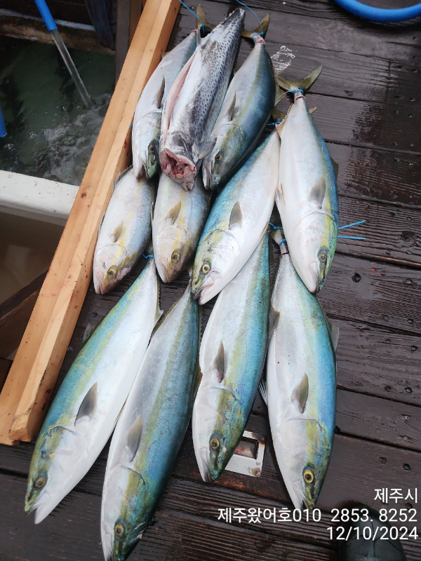 제주왔어호_사진_20241210_7.jpg