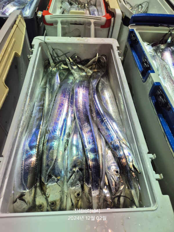 진해바다낚시(신아라호)_사진_20241202_13.jpg