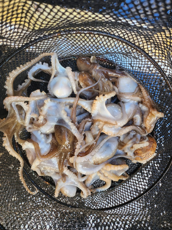 ■서산마린케이호☆광어 우럭 주꾸미 갑오징어 백조기 문어 감성돔 선상낚시_사진_20241207_20.jpg