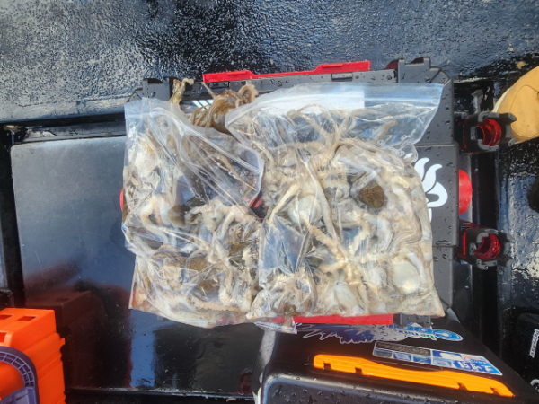 ■서산마린케이호☆광어 우럭 주꾸미 갑오징어 백조기 문어 감성돔 선상낚시_사진_20241207_16.jpg