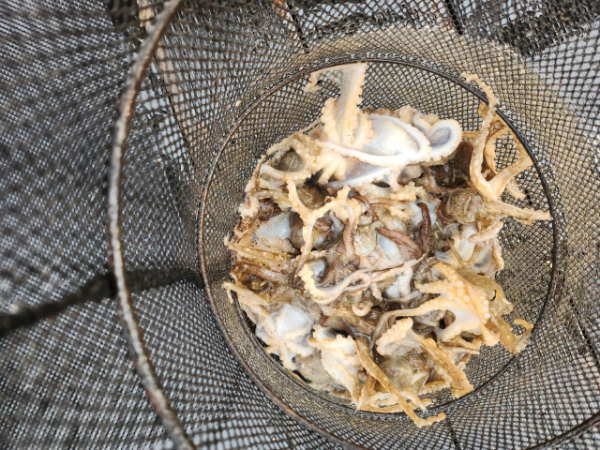 ■서산마린케이호☆광어 우럭 주꾸미 갑오징어 백조기 문어 감성돔 선상낚시_사진_20241201_16.jpg