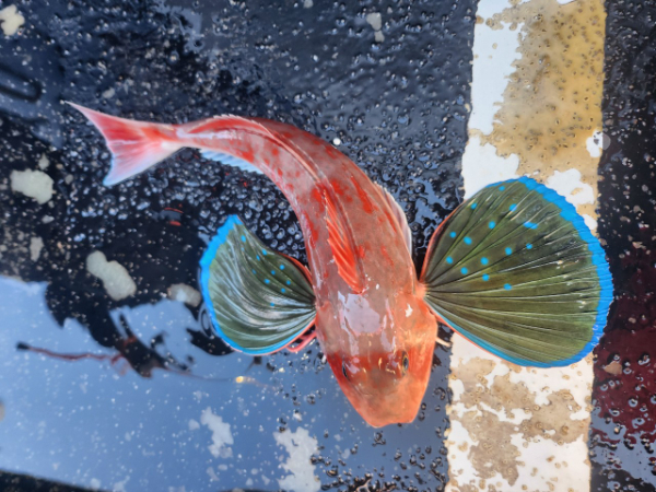 ■서산마린케이호☆광어 우럭 주꾸미 갑오징어 백조기 문어 감성돔 선상낚시_사진_20241208_15.jpg