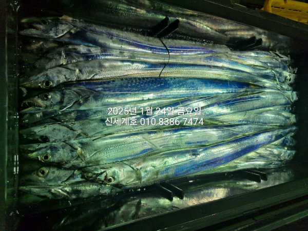 1737684294522-7.jpg