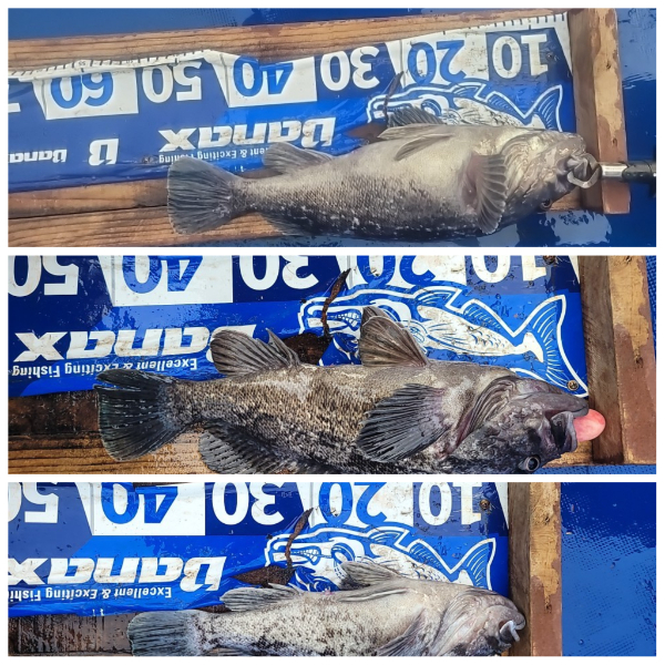 PhotoCollage_1737855103035.jpg