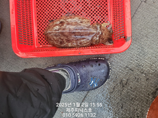 제주선상낚시피닉스호_사진_20250102_4.jpg