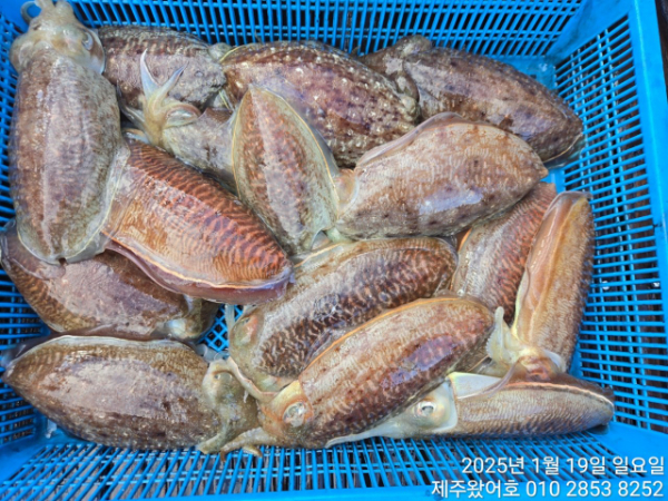 제주왔어호_사진_20250119_18.jpg