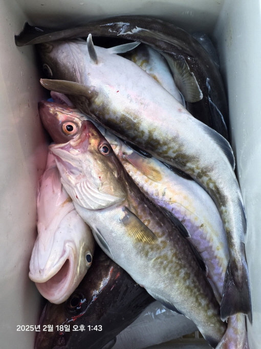 [크기변환]공현진낚시마트(돌핀호)_사진_20250218_7.jpg
