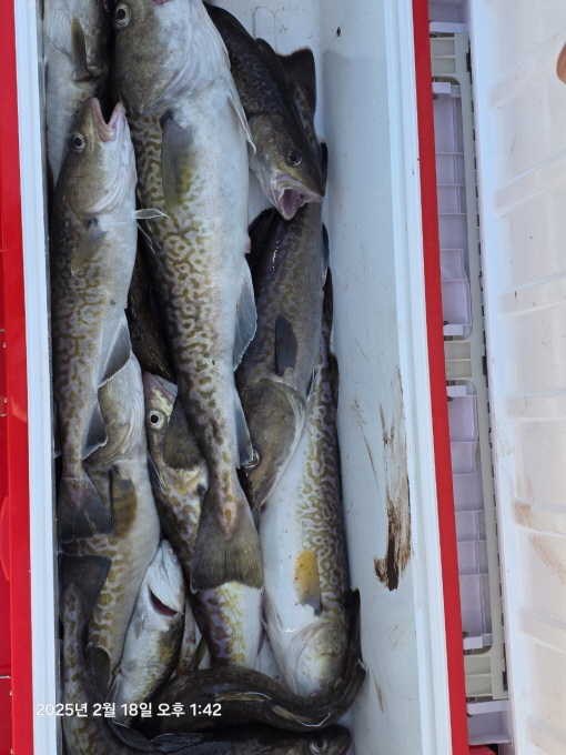 [크기변환]공현진낚시마트(돌핀호)_사진_20250218_4.jpg