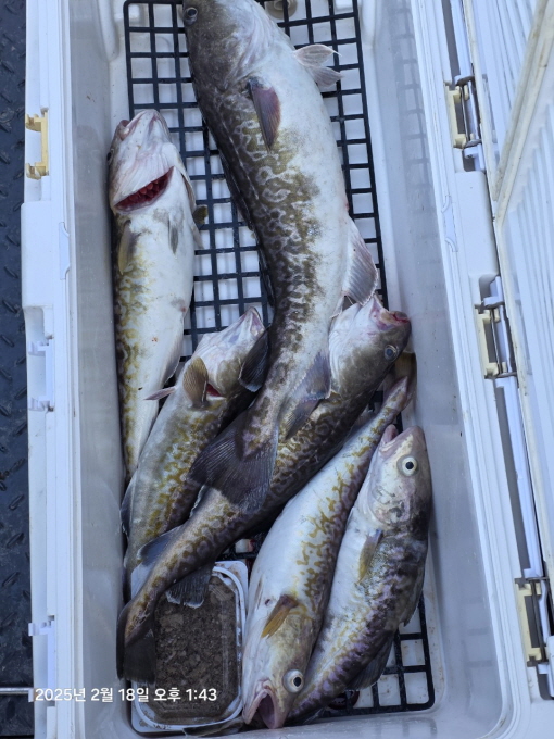 [크기변환]공현진낚시마트(돌핀호)_사진_20250218_8.jpg