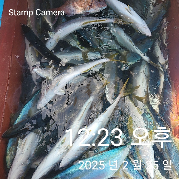 StampCamera20250225122331.jpg