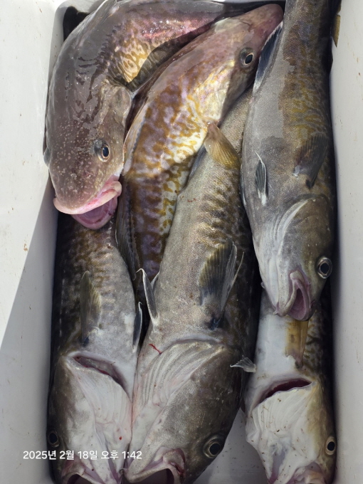 [크기변환]공현진낚시마트(돌핀호)_사진_20250218_5.jpg