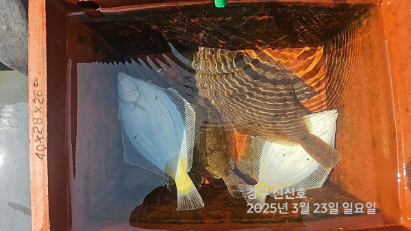 신신낚시 강구점 신신호_사진_20250323_20.jpg