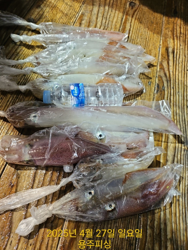 용주피싱_갈치낚시_갑오징어_문어_한치낚시_쭈꾸미_생활낚시_외수질_사진_20250430_11.jpg