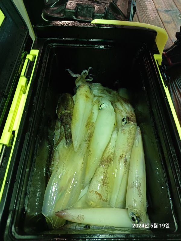 진해바다낚시(신아라호)_사진_20240519_10 - 복사본.jpg