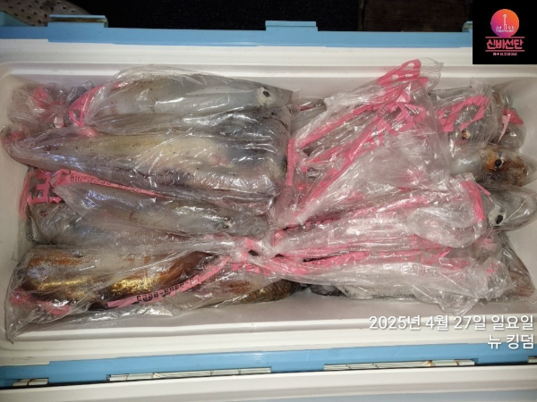 용주피싱_갈치낚시_갑오징어_문어_한치낚시_쭈꾸미_생활낚시_외수질_사진_20250430_5.jpg