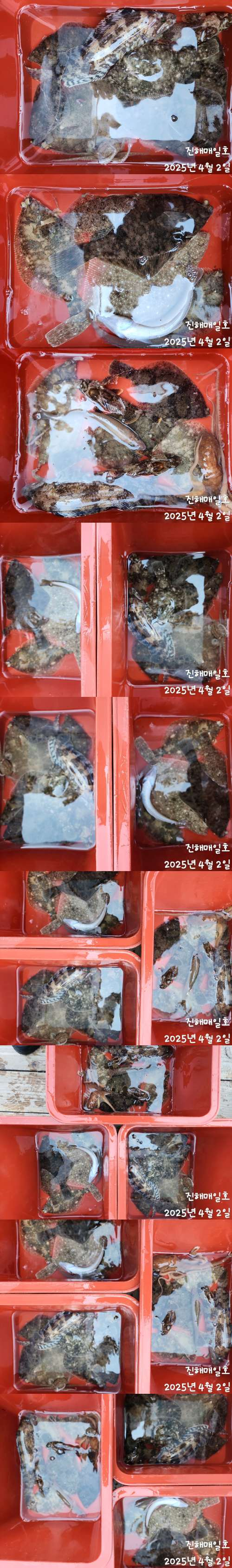 도다리2.jpg