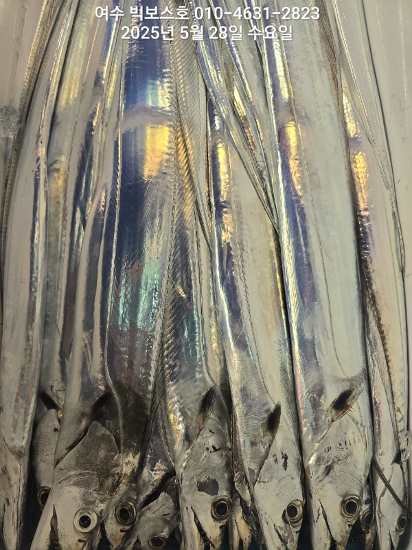 ♡ 여수 빅보스 ♡문어,갑오징어,쭈꾸미,타이라바(참돔)_사진_20250528_9.jpg