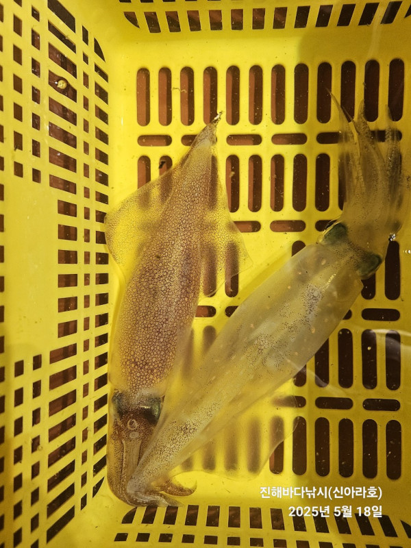 바다꾼낚시(신아라호)_사진_20250518_6.jpg