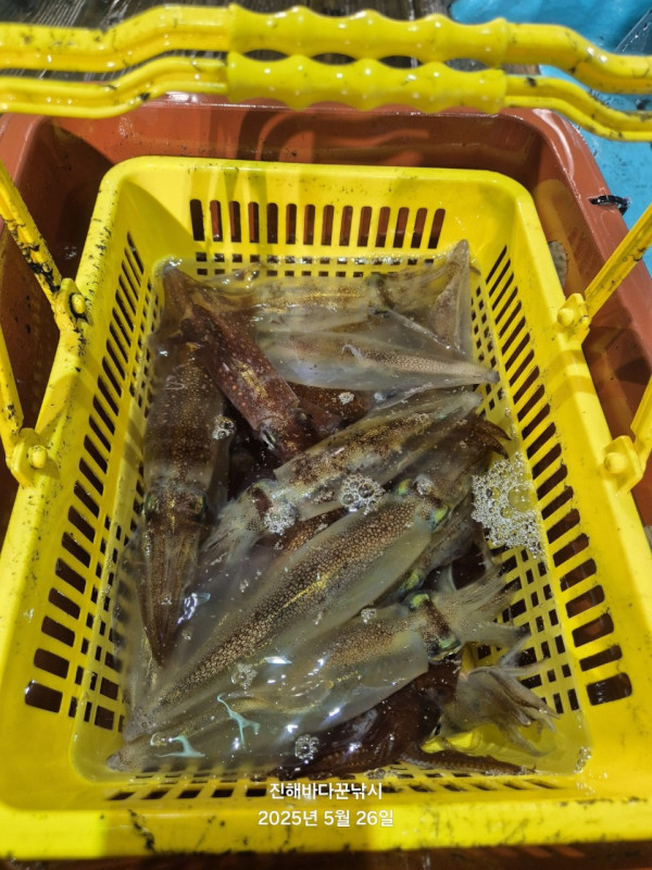 바다꾼낚시(신아라호)_사진_20250526_11.jpg