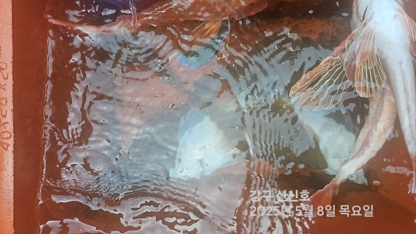 신신낚시 강구점 신신호_사진_20250508_7.jpg