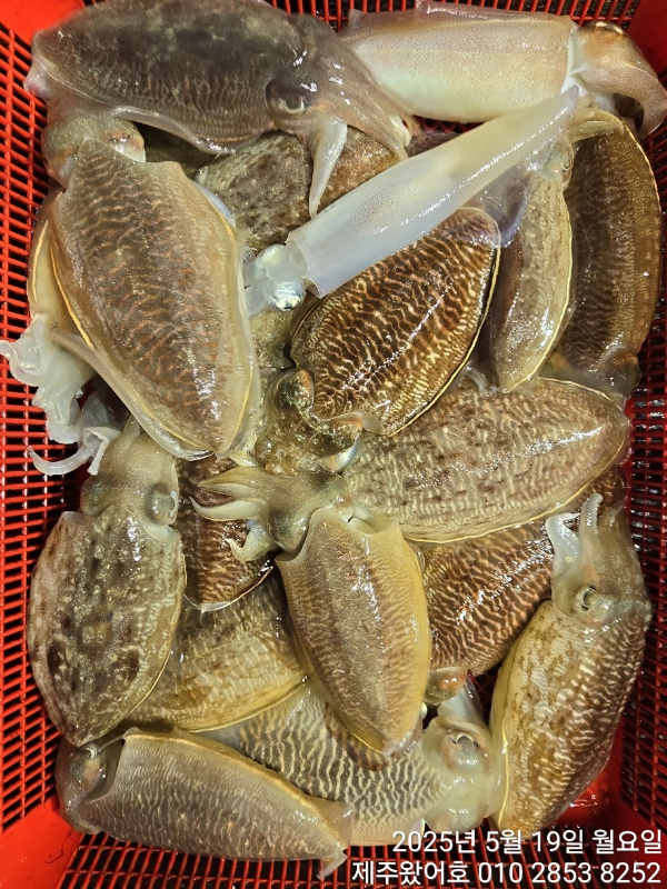 제주왔어호_사진_20250519_15.jpg