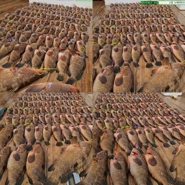 고흥뉴베테랑호_사진_20250531_19.jpg