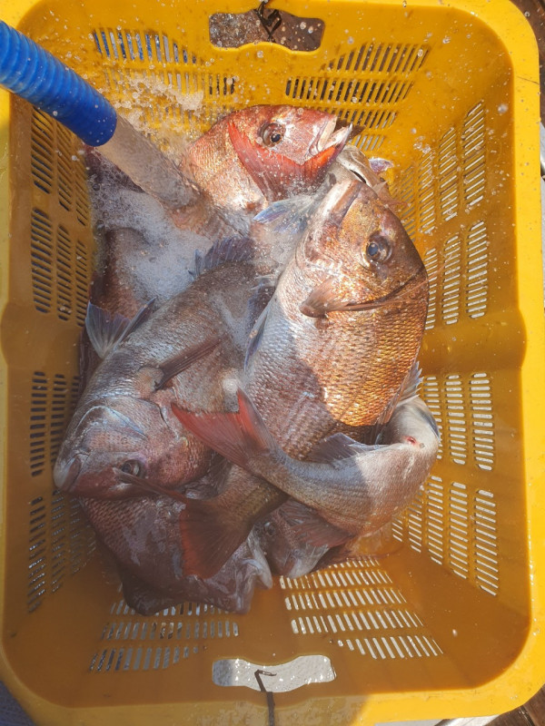 군산 선상낚시, 바다낚시 출조 전문 ☆서군산낚시☆_사진_20250528_10.jpeg
