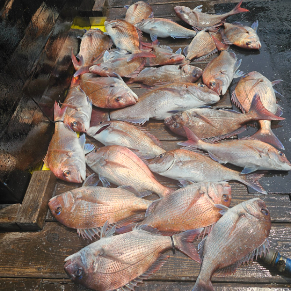 마검포 대한호(VIP)_사진_20250527_3.jpg