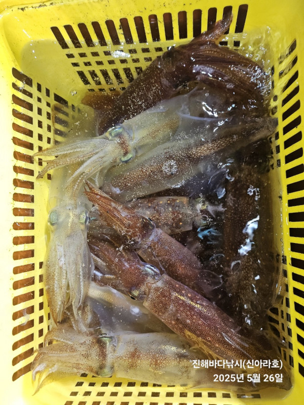 바다꾼낚시(신아라호)_사진_20250526_17.jpg