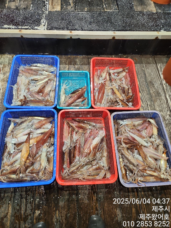 제주왔어호_사진_20250604_12.jpg