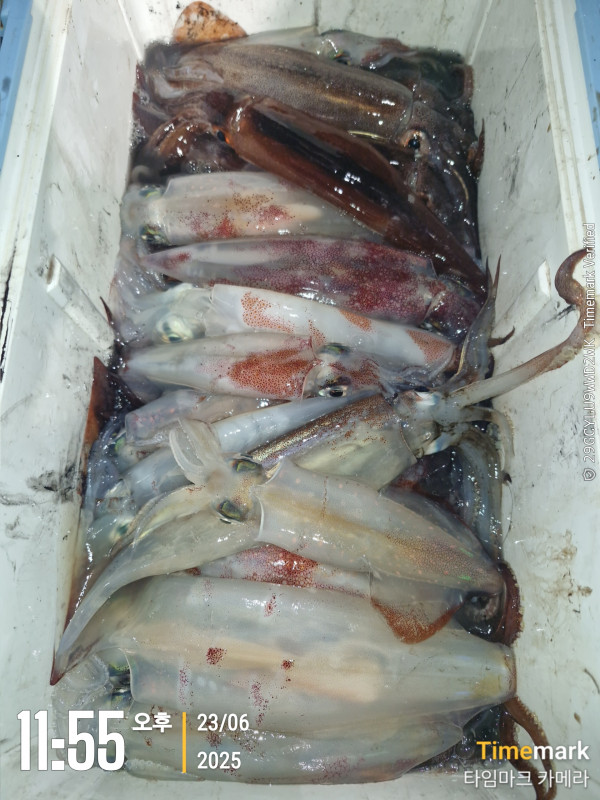 2025-06-23 11.55.58_.jpg