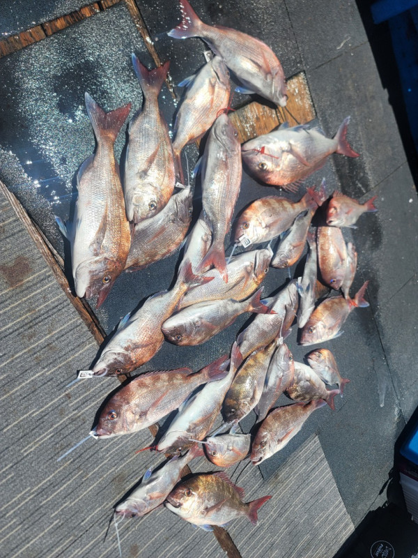 군산 선상낚시, 바다낚시 출조 전문 ☆서군산낚시☆_사진_20250629_2.jpg