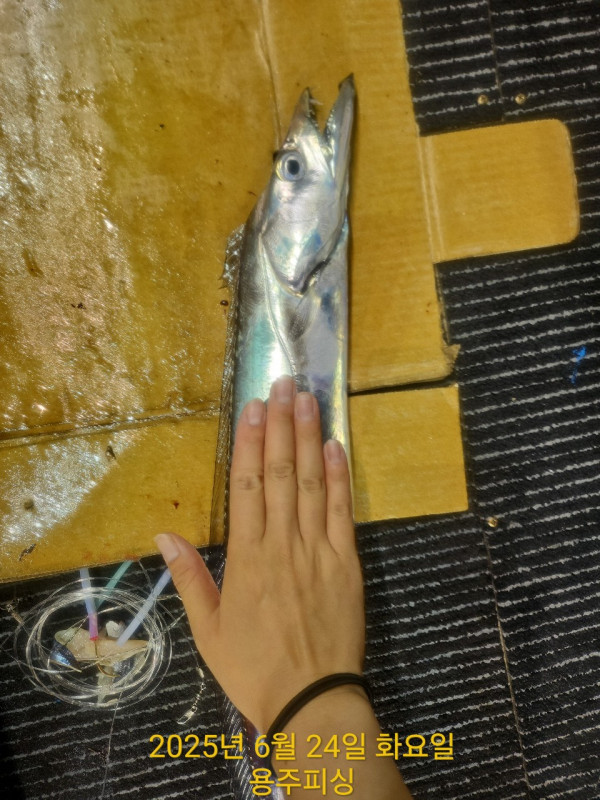 용주피싱_갈치낚시_갑오징어_문어_한치낚시_쭈꾸미_생활낚시_외수질_사진_20250624_6.jpg