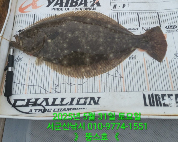 군산 선상낚시, 바다낚시 출조 전문 ☆서군산낚시☆_사진_20250531_6.jpg