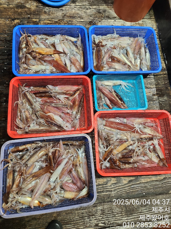 제주왔어호_사진_20250604_11.jpg