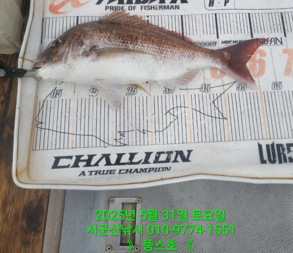 군산 선상낚시, 바다낚시 출조 전문 ☆서군산낚시☆_사진_20250531_2.jpg